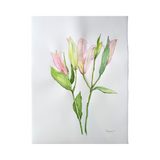 Elena Ferguson - Pink Lilies # 1 (22 x 30)