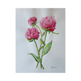 Elena Ferguson - Peonies #1 (18 x 24)