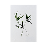 Elena Ferguson - Botanical Ink #2 (11.69 x 16.53)