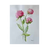 Elena Ferguson - Peonies #2 (18 x 24)