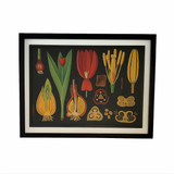 Framed Botanical Art  - Tulip - (47 x 35)