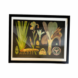 Framed Botanical Art  - Iris - (47 x 35)
