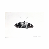 Butterfly by Shelby Hamilton