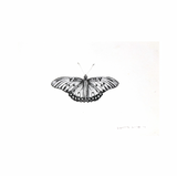 Butterfly by Shelby Hamilton