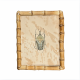 Beetle Bug's Framed