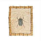 Beetle Bug's Framed