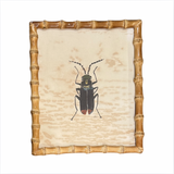 Beetle Bug's Framed