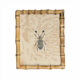 Beetle Bug's Framed