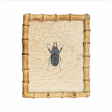Beetle Bug's Framed