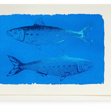 Sardines
