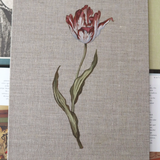 Dutch Tulips
