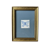 "Morning Butterfly"
